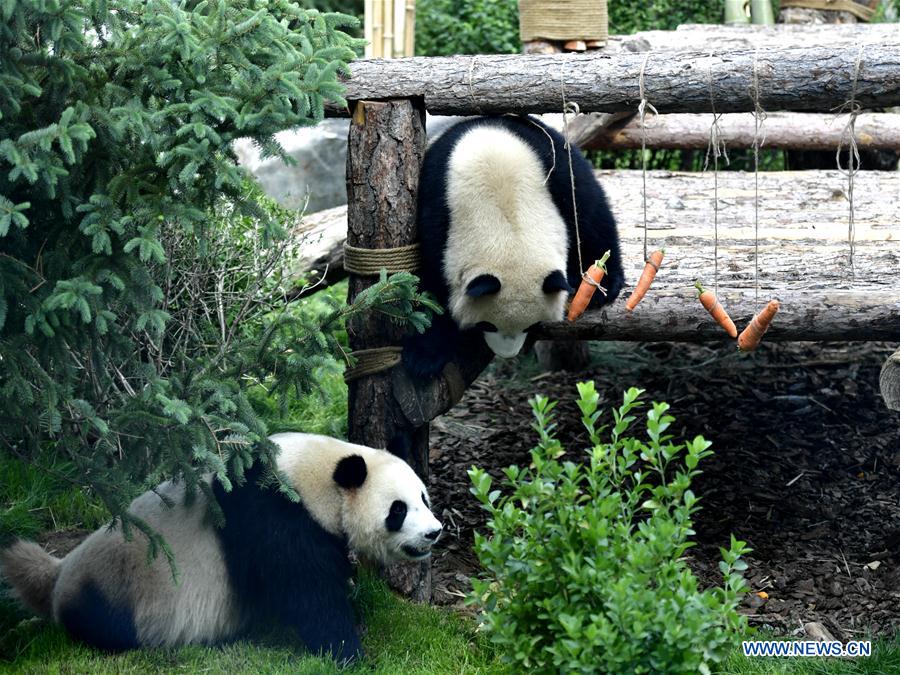 CHINA-QINGHAI-XINING-GIANT PANDAS (CN)