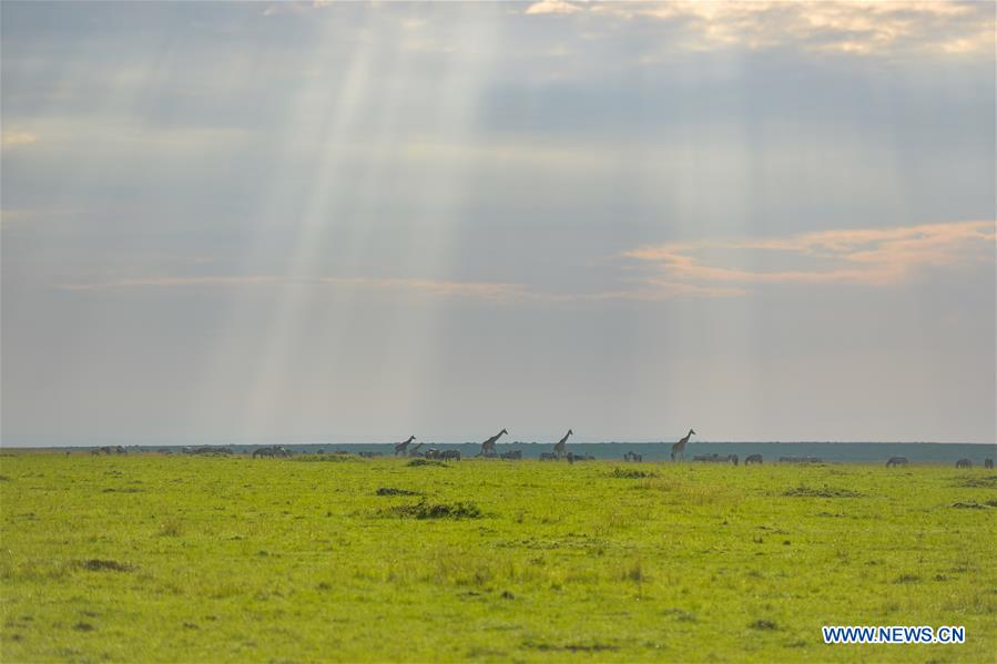 KENYA-MAASAI MARA-NATIONAL RESERVE