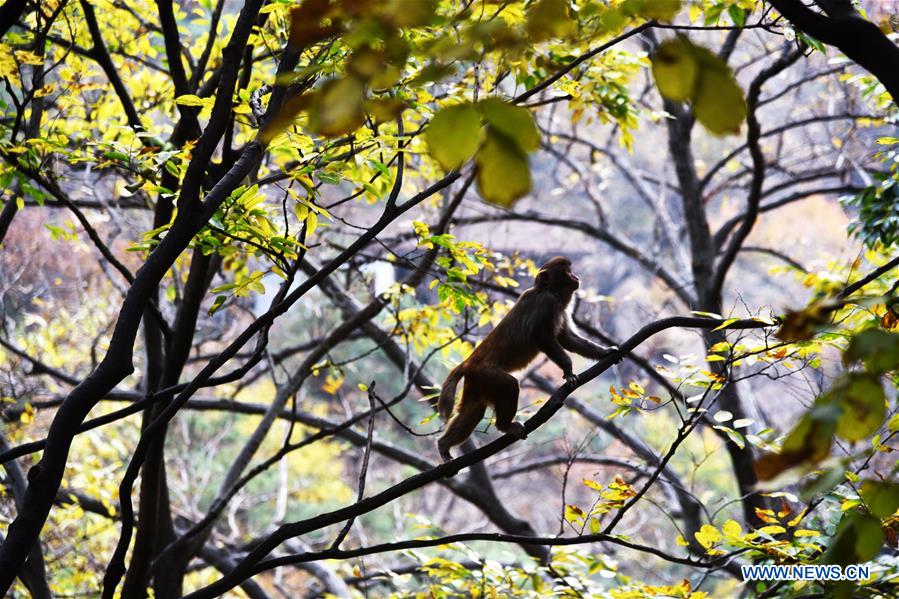 CHINA-SHANDONG-GEOPARK (CN)