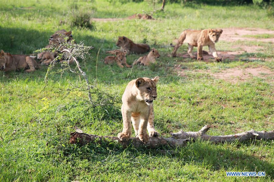 RWANDA-AKAGERA NATIONAL PARK-REINTRODUCTION-LIONS AND RHINOS