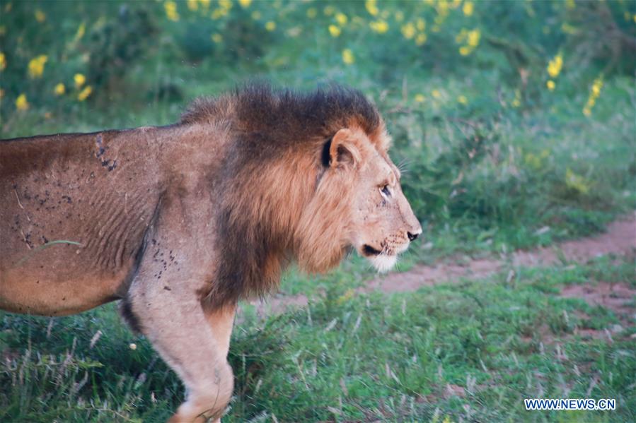RWANDA-AKAGERA NATIONAL PARK-REINTRODUCTION-LIONS AND RHINOS