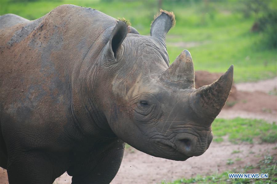 RWANDA-AKAGERA NATIONAL PARK-REINTRODUCTION-LIONS AND RHINOS