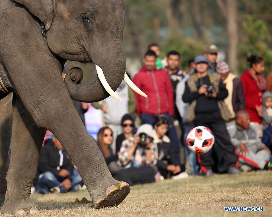 NEPAL-CHITWAN-ELEPHANT FOOTBALL GAME