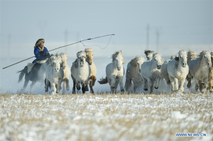 CHINA-INNER MONGOLIA-XILINHOT-HORSE TRAINING (CN)