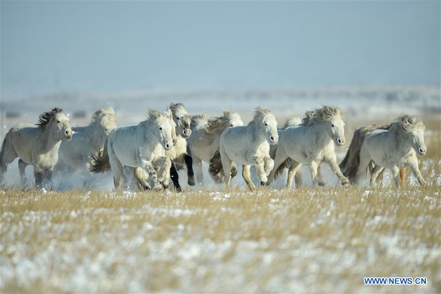 CHINA-INNER MONGOLIA-XILINHOT-HORSE TRAINING (CN)