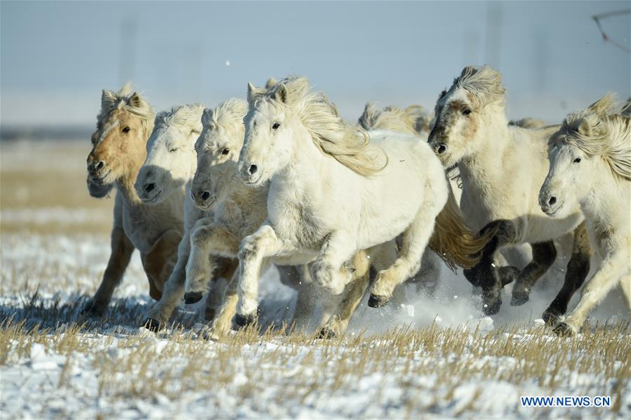 CHINA-INNER MONGOLIA-XILINHOT-HORSE TRAINING (CN)