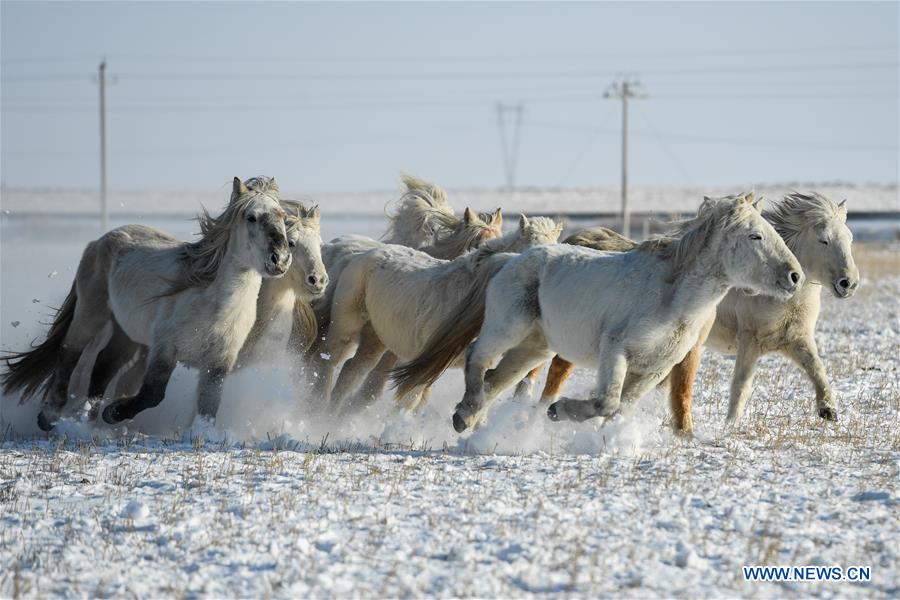 CHINA-INNER MONGOLIA-XILINHOT-HORSE TRAINING (CN)