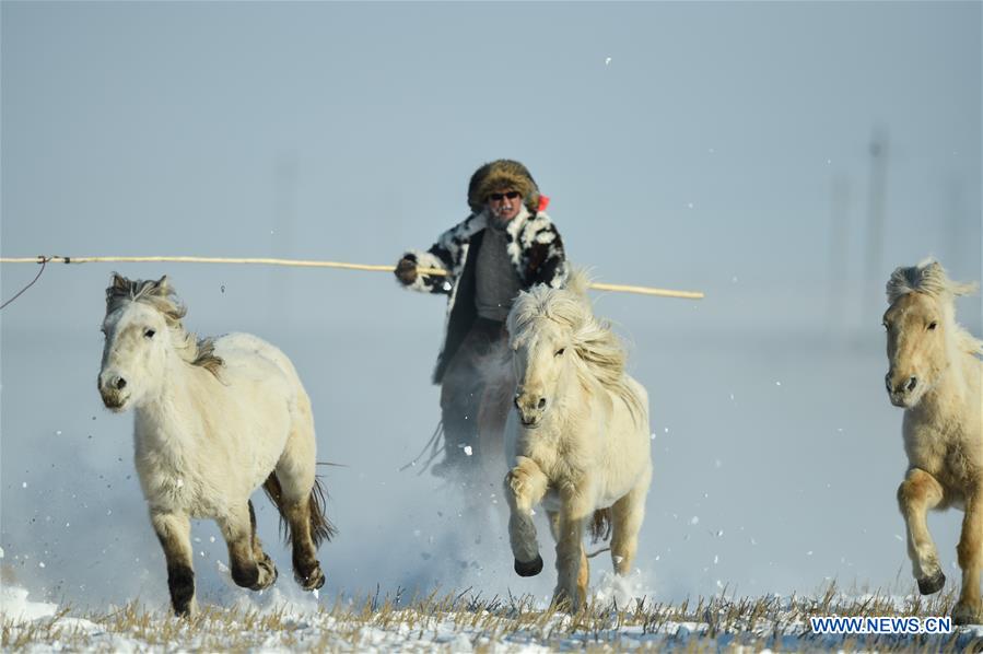 CHINA-INNER MONGOLIA-XILINHOT-HORSE TRAINING (CN)