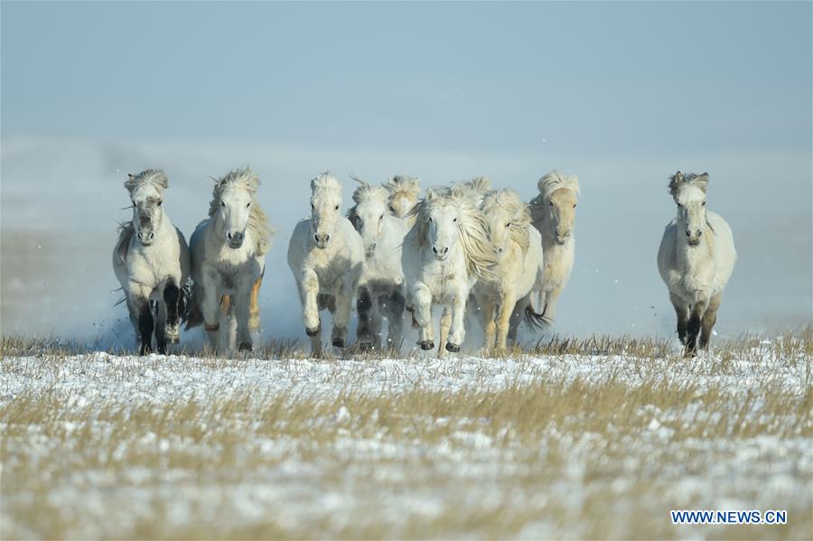 CHINA-INNER MONGOLIA-XILINHOT-HORSE TRAINING (CN)