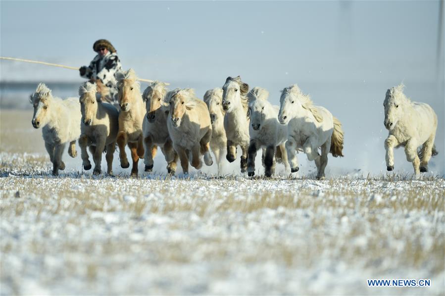 CHINA-INNER MONGOLIA-XILINHOT-HORSE TRAINING (CN)