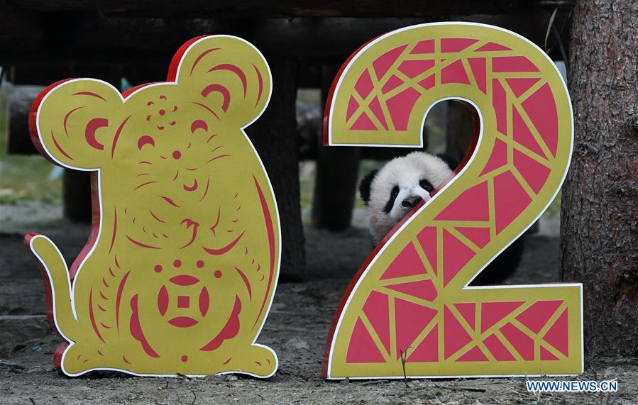 CHINA-SICHUAN-WOLONG-PANDA (CN)