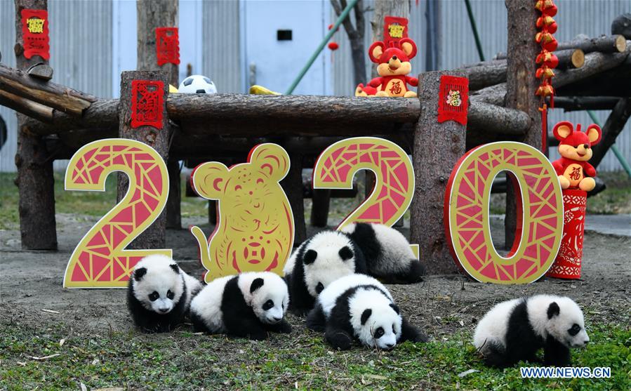 CHINA-SICHUAN-WOLONG-PANDA (CN)