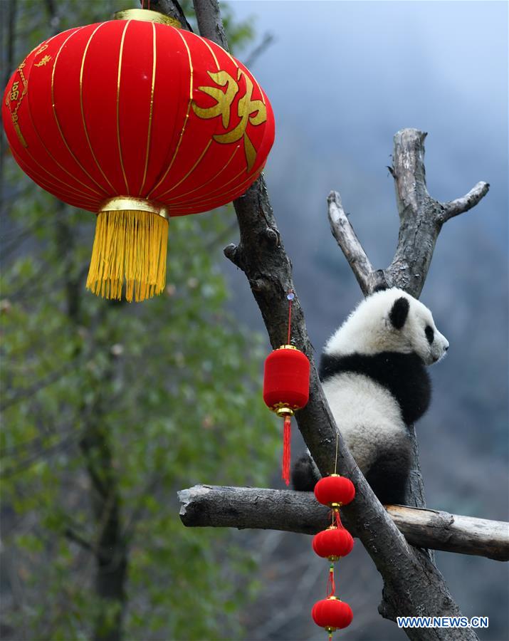 CHINA-SICHUAN-WOLONG-PANDA (CN)