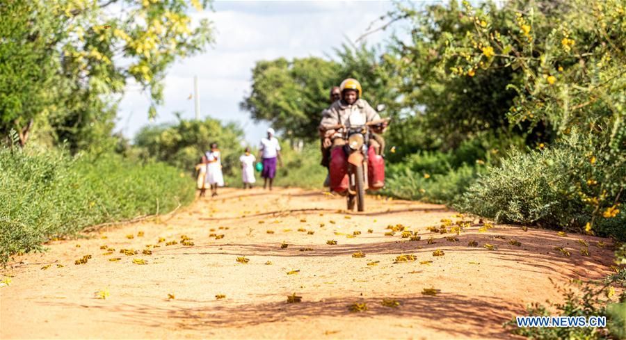 KENYA-KITUI COUNTY-MWINGI-LOCUSTS