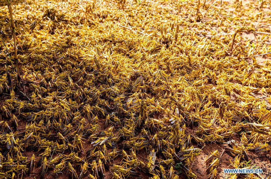 KENYA-KITUI COUNTY-MWINGI-LOCUSTS