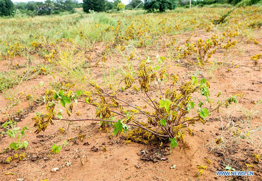 KENYA-KITUI COUNTY-MWINGI-LOCUSTS
