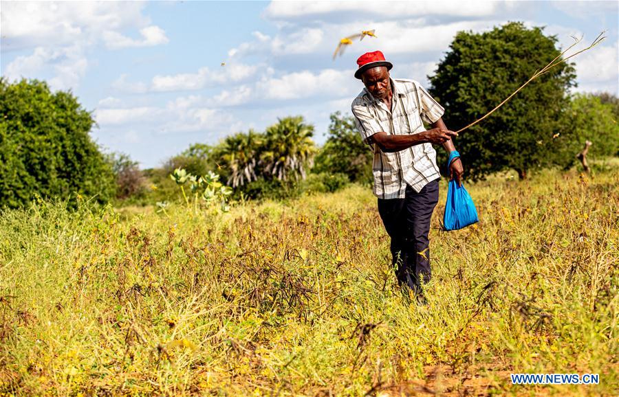 KENYA-KITUI COUNTY-MWINGI-LOCUSTS