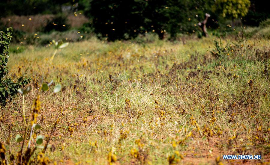KENYA-KITUI COUNTY-MWINGI-LOCUSTS