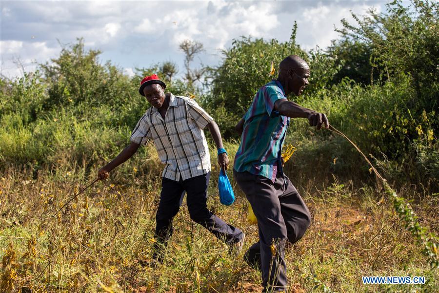 KENYA-KITUI COUNTY-MWINGI-LOCUSTS