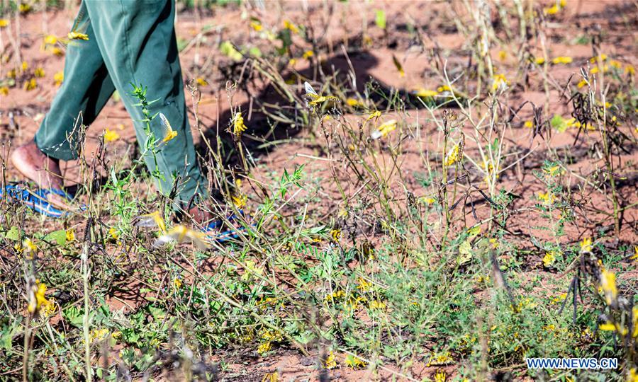 KENYA-KITUI COUNTY-MWINGI-LOCUSTS