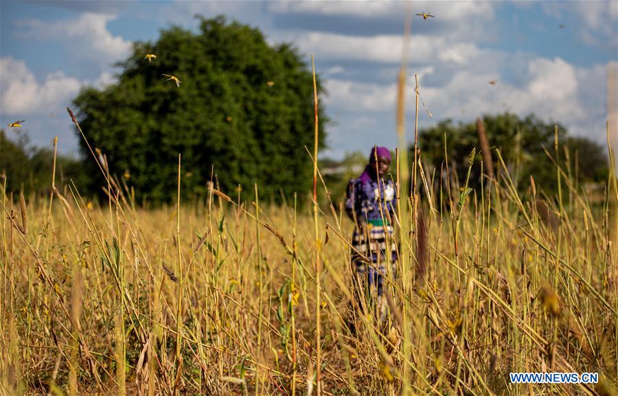 KENYA-KITUI COUNTY-MWINGI-LOCUSTS