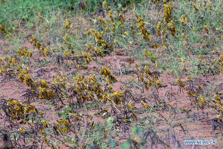 KENYA-KITUI COUNTY-MWINGI-LOCUSTS