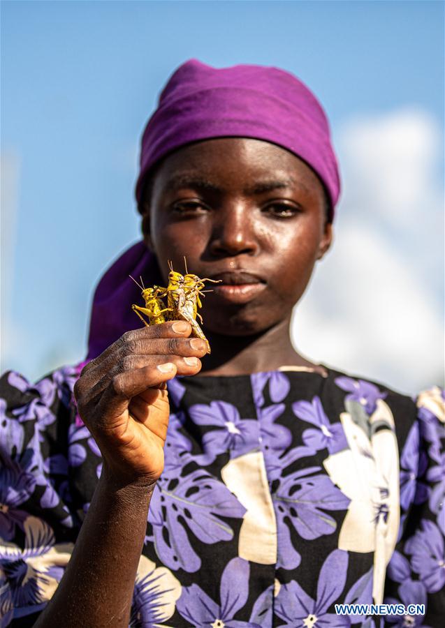 KENYA-KITUI COUNTY-MWINGI-LOCUSTS