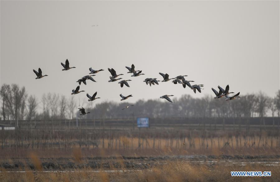 CHINA-LIAONING-WOLONG LAKE WETLAND (CN)