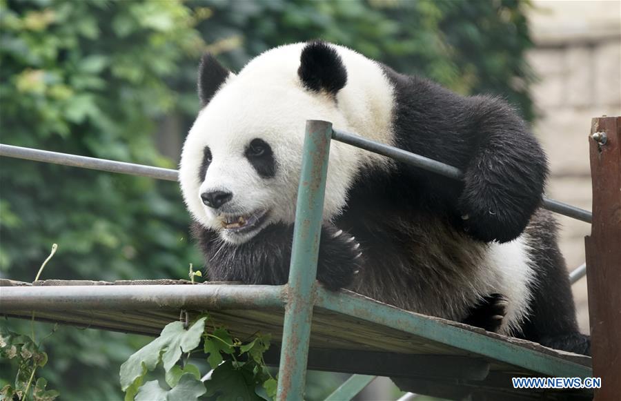 Beijing Zoo prepares facilities to help animals fend off summer heat -  Xinhua 