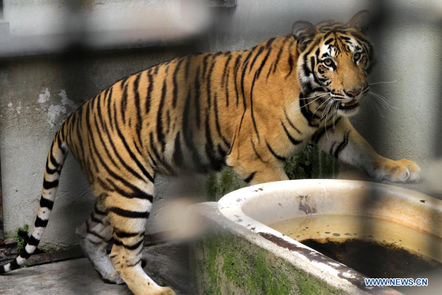 Uganda unveils pair of tigers at animal sanctuary in central region -  Xinhua 