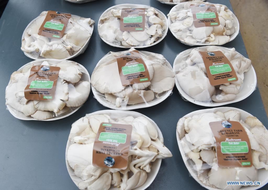 Feature Oyster mushroom production profitable in Botswana Xinhua