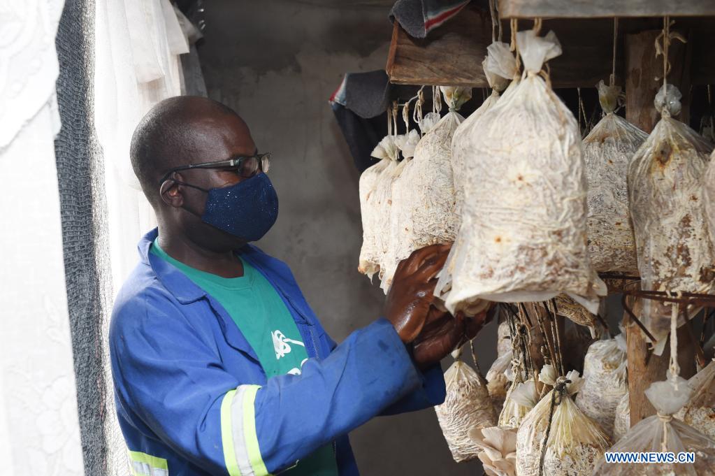 Feature Oyster mushroom production profitable in Botswana Xinhua