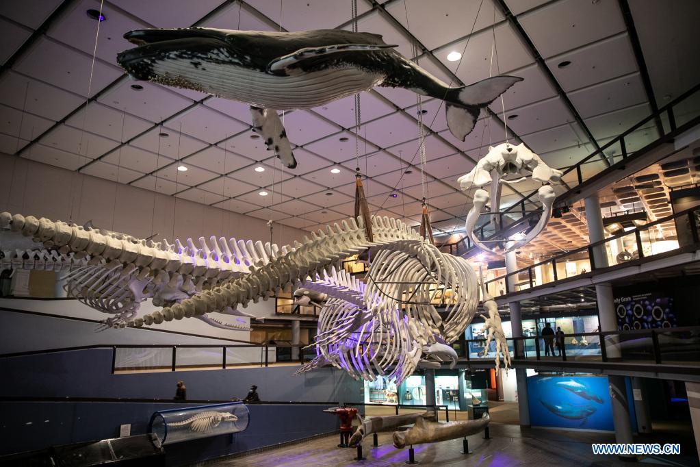 People visit South African Museum in Cape Town Xinhua English.news.cn