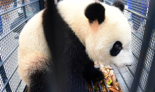 Two giant pandas arrive in NW China's Jilin
