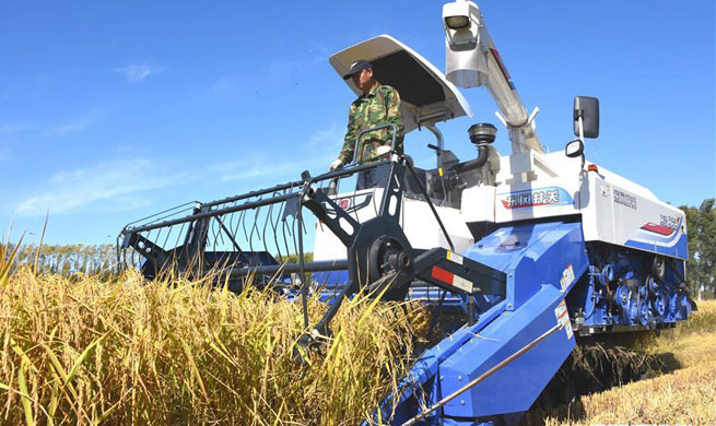 Rice harvest season begins in NE China's Heilongjiang