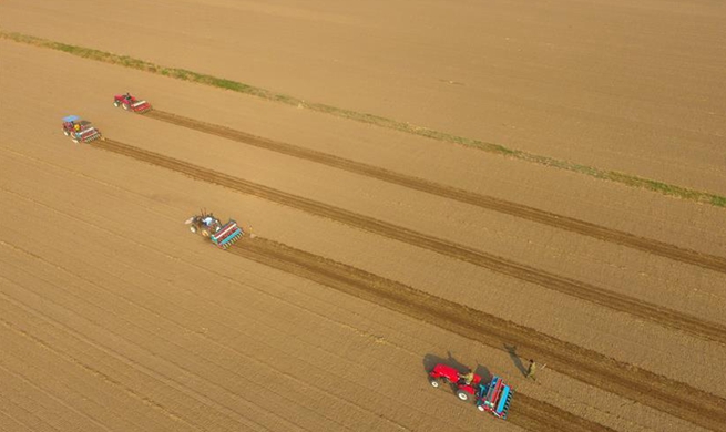 Farmers begin to sow wheat seeds in Shandong as autumn arrives