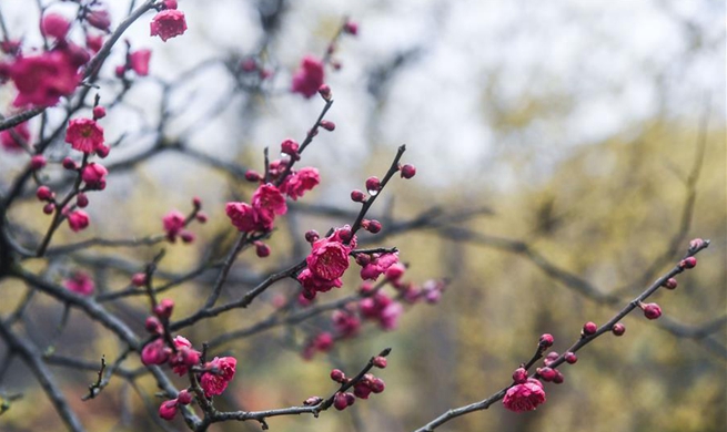 Plum blossom attracts numbers of visitors in east China's Zhejiang