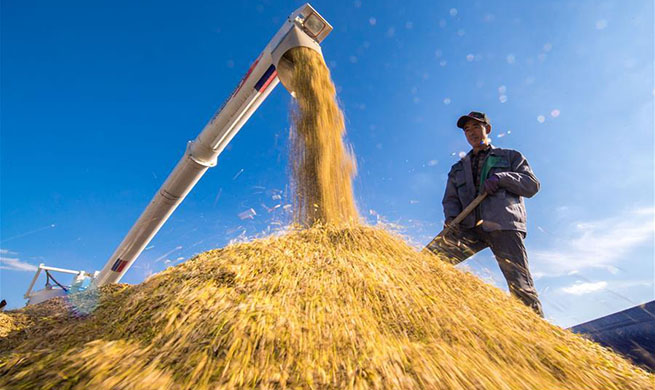 Implementation of rural vitalization strategy accelerated across China