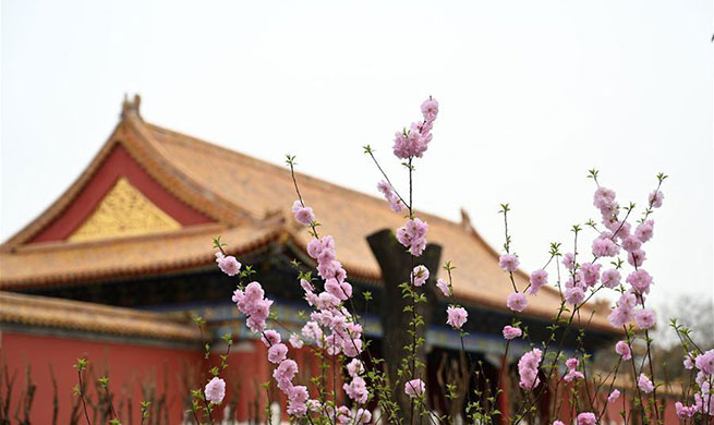 In pics: flowers bloom in Palace Museum in Beijing, China