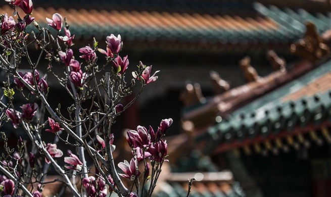 In pics: magnolia flowers at Shenyang Palace Museum