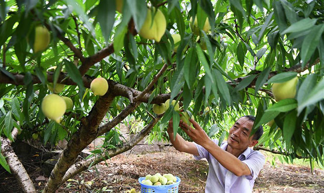 Peach, blueberry planting industries boost rural economy in China's Chongqing