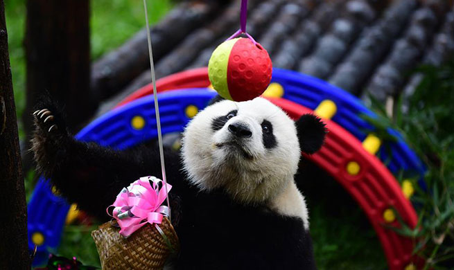 Birthday party held for giant panda in Changchun, China's Jilin