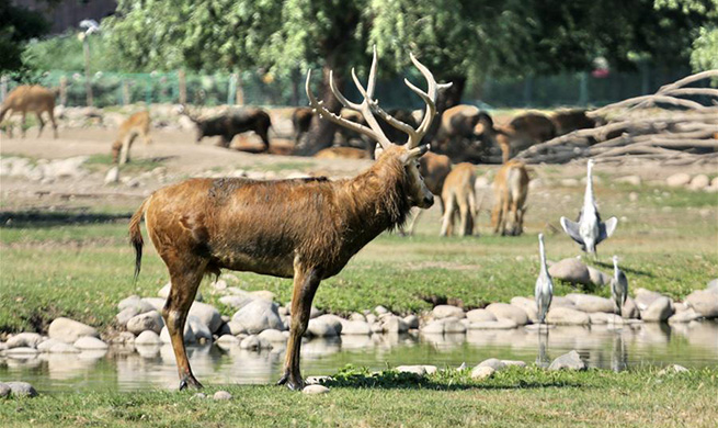 "Milu Conservation Union" launched to protect rare deer species of milu