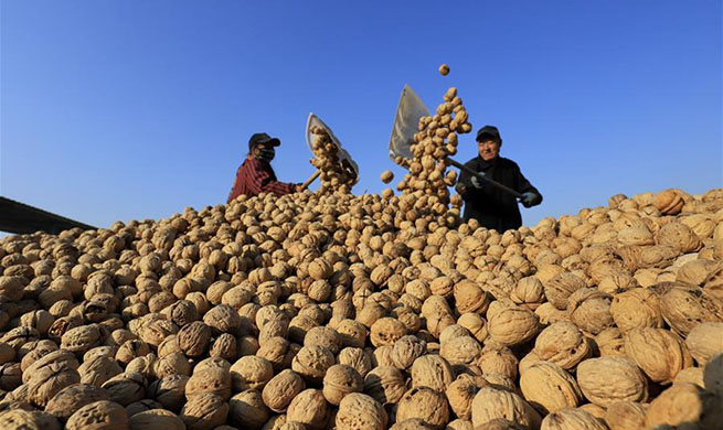 Farmers dry harvested walnuts in N China's Hebei