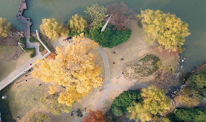 In pics: 1,200-year-old ginkgo tree in Jiading District of Shanghai
