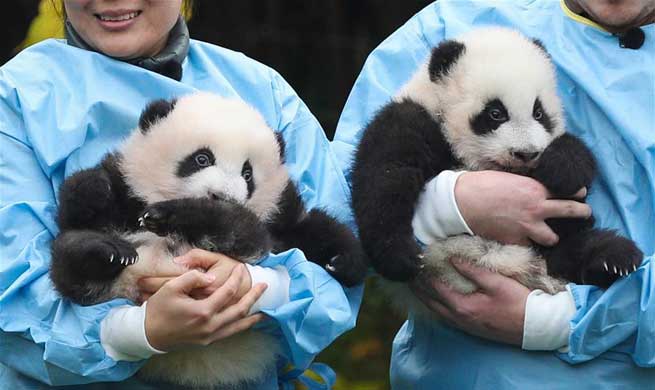 Two giant pandas born in Belgium win  "Panda Cub of the Year" Gold Award