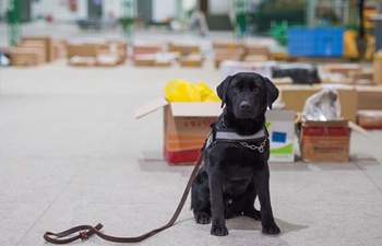 In pics: sniffer dog "Lufei"