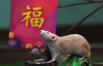 Singapore Zoo of Wildlife Reserves Singapore holds event to welcome Year of Rat