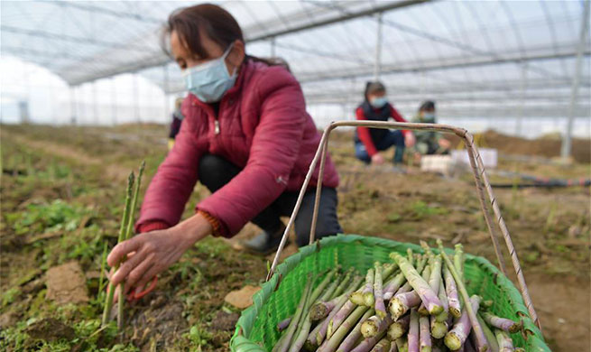 Farmers busy harvesting asparagus in Nanchang, Jiangxi
