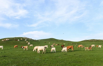 Grassland scenery of Xilingol, north China's Inner Mongolia